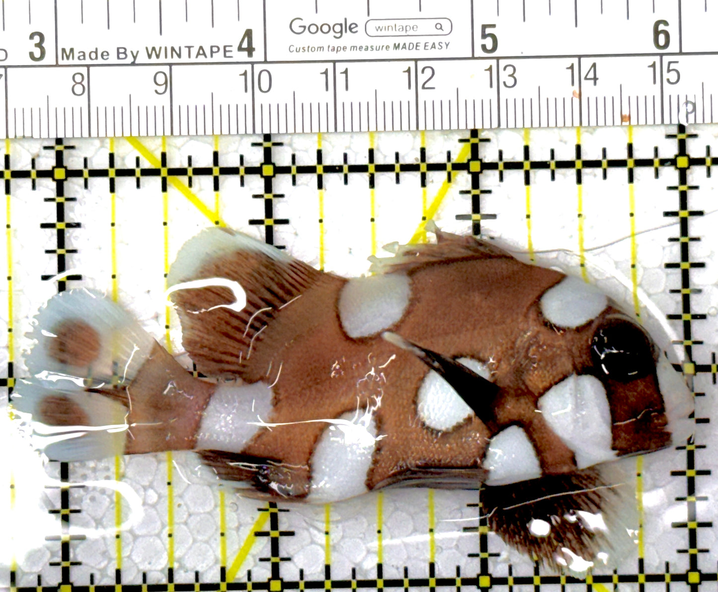 Harlequin Spotted Grunt Sweetlips HSGS111802 WYSIWYG Size: M 3.25"