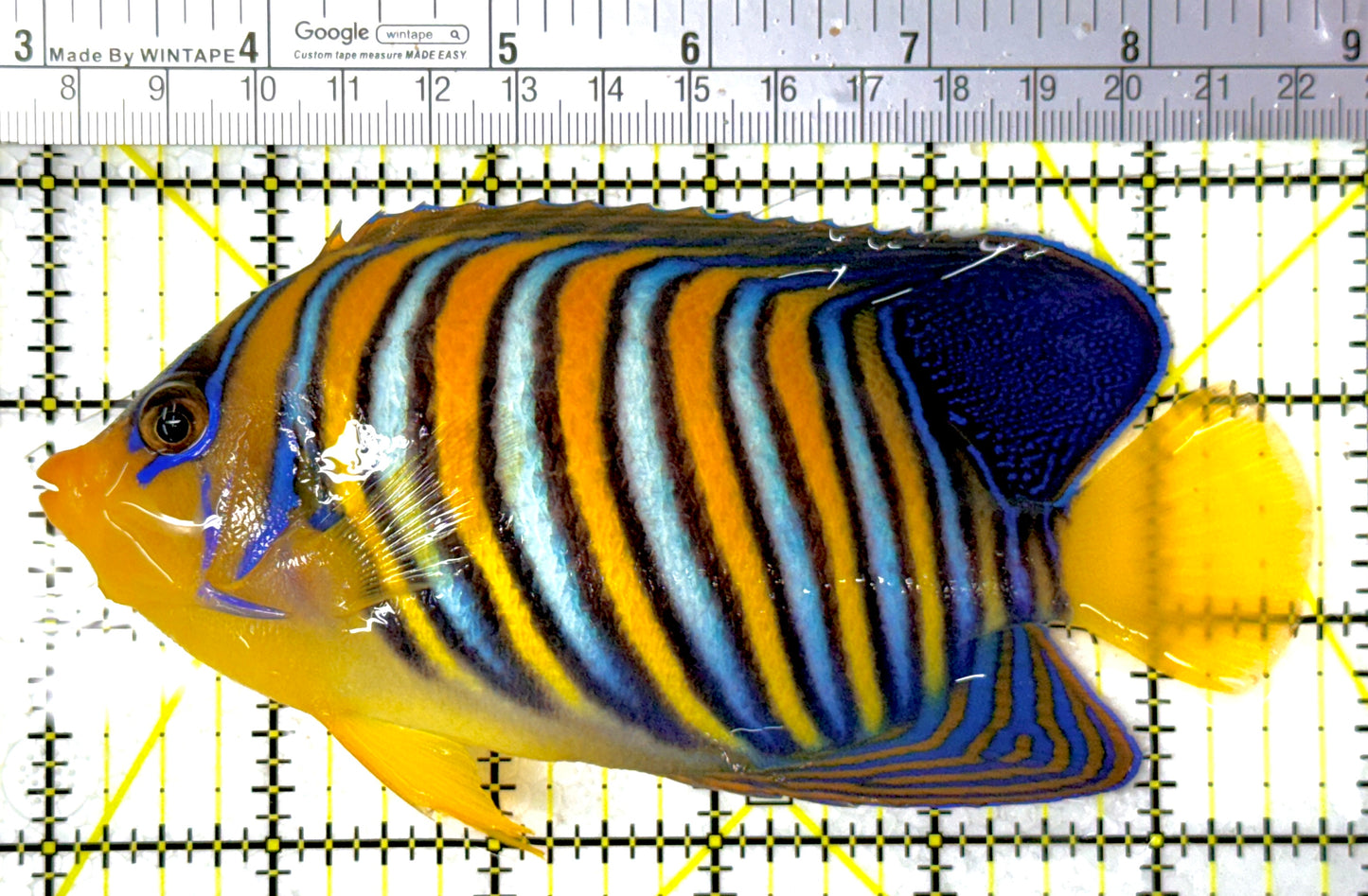 Regal Angelfish Sumatra Yellow Belly (Vibrant Color Indo) RASYB111801 WYSIWYG Size: XL 5.75"