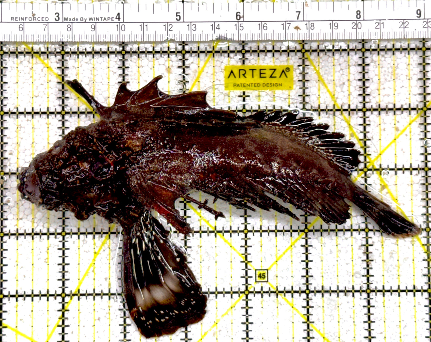 Rare Bandtail Searobin RBS022101 WYSIWYG Size: XL 7" approx