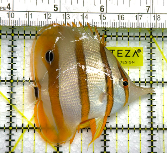 Copperband Butterflyfish CB041002 WYSIWYG Size: ML 3" approx
