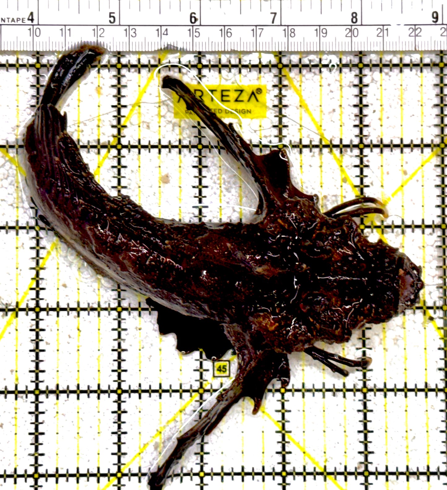 Rare Bandtail Searobin RBS022101 WYSIWYG Size: XL 7" approx