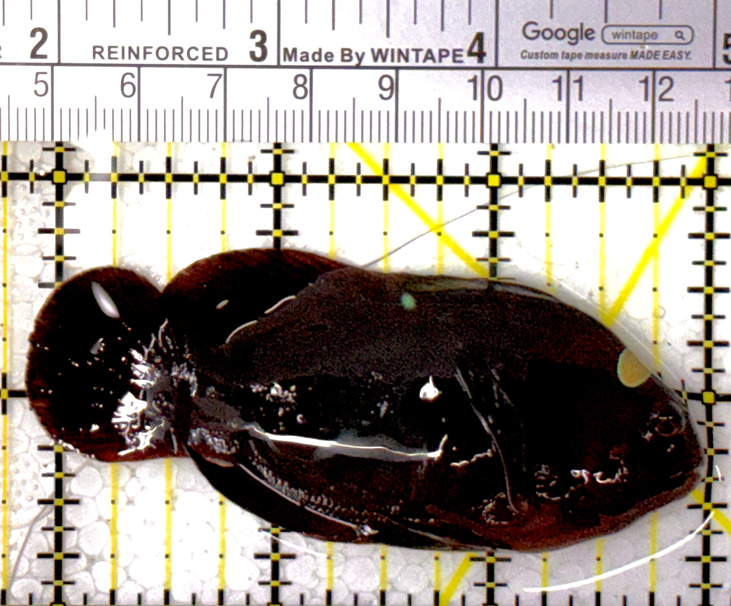 Gold Bar Maroon Clownfish Bali Grade A (Wild Caught) GMC111803 WYSIWYG Size: L 3.25"