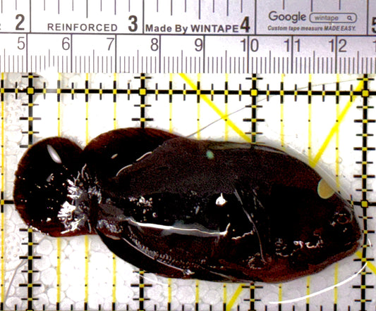 Gold Bar Maroon Clownfish Bali Grade A (Wild Caught) GMC111803 WYSIWYG Size: L 3.25"