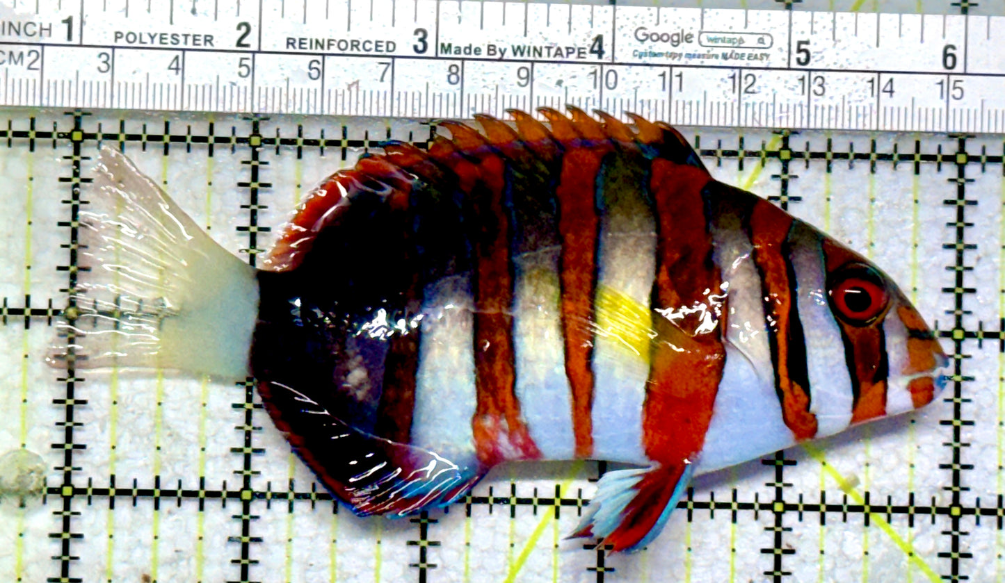 Harlequin Tuskfish HT102201 WYSIWYG Size: L 5"