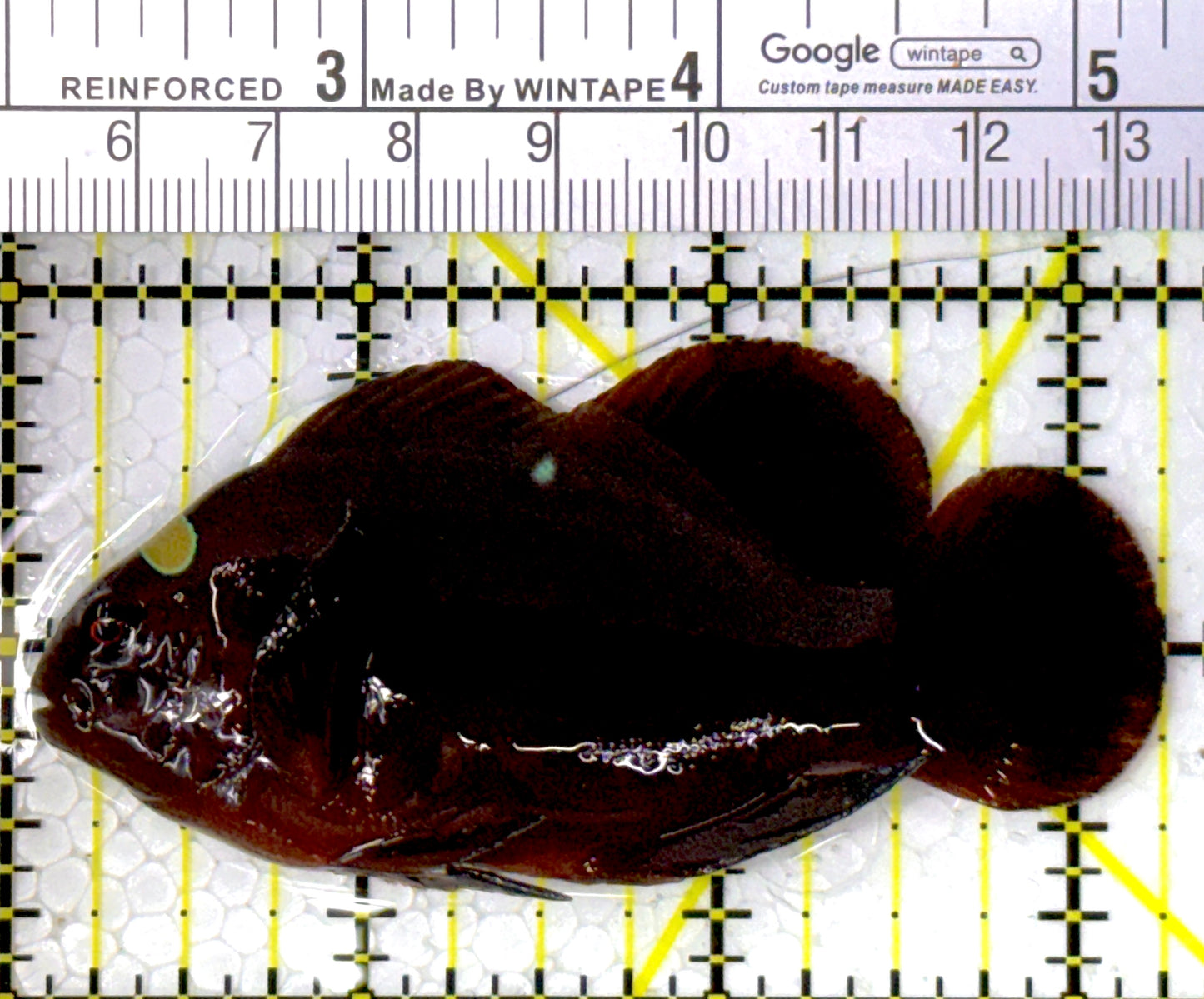 Gold Bar Maroon Clownfish Bali Grade A (Wild Caught) GMC111803 WYSIWYG Size: L 3.25"