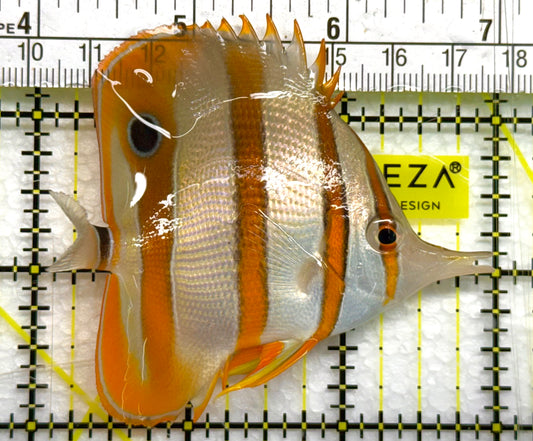 Copperband Butterflyfish CB041003 WYSIWYG Size: ML 3" approx
