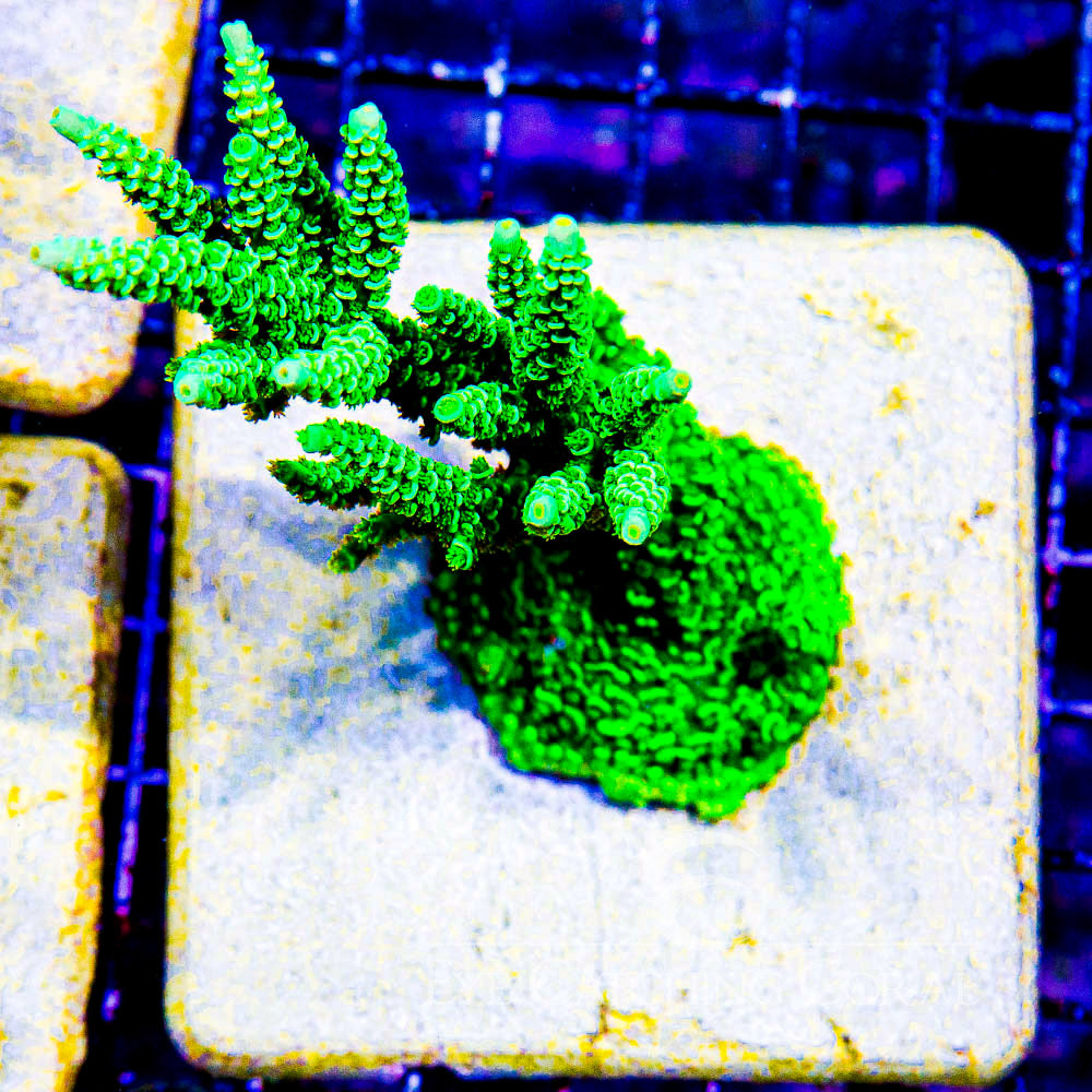 Green Star Acropora (Aquacultured)  Size: M 0.75” to 1”approx Frag