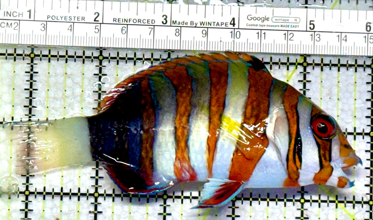 Harlequin Tuskfish HT102201 WYSIWYG Size: L 5"