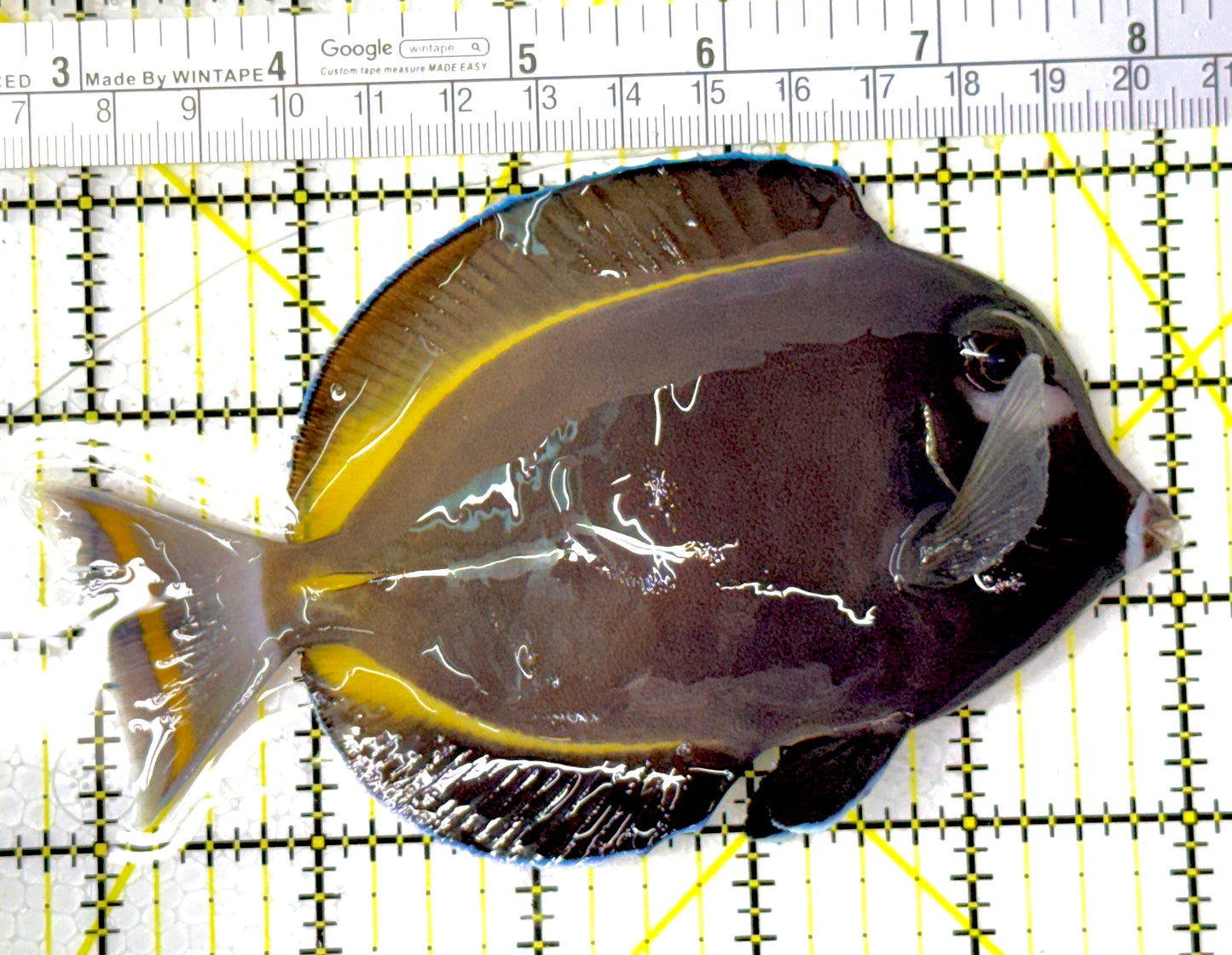 Gold Rim Tang GRT111802 WYSIWYG Size: L 5"