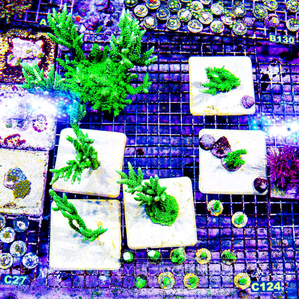 Green Star Acropora (Aquacultured)  Size: M 0.75” to 1”approx Frag