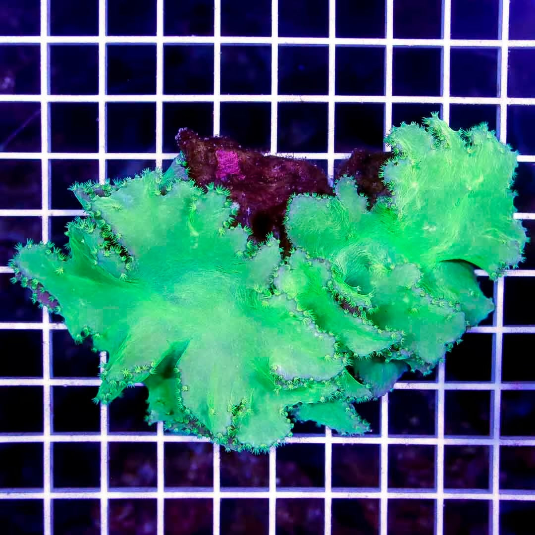 Neon Aussie Cabbage Leather NACL040301 WYSIWYG