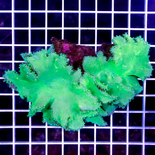 Neon Aussie Cabbage Leather NACL040301 WYSIWYG