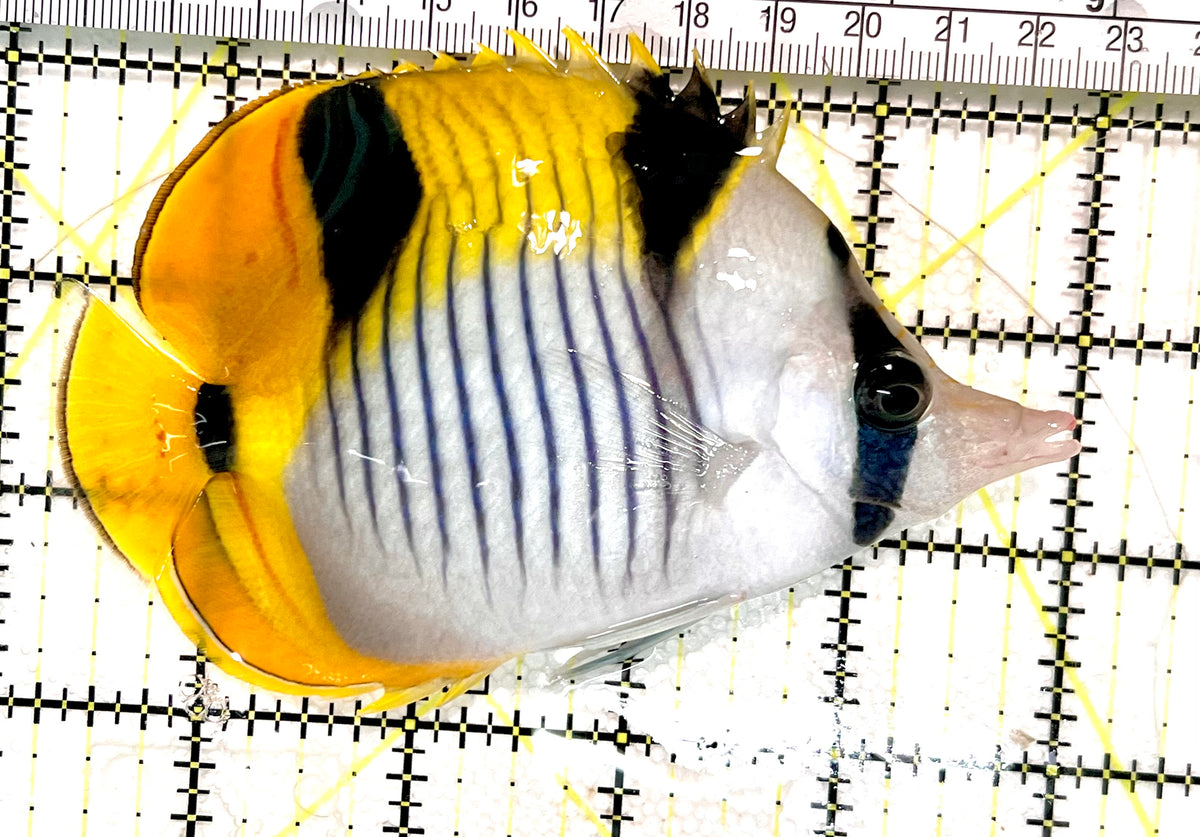 Blackwedged Butterflyfish BB100301 WYSIWYG Size: XL 4.75" approx