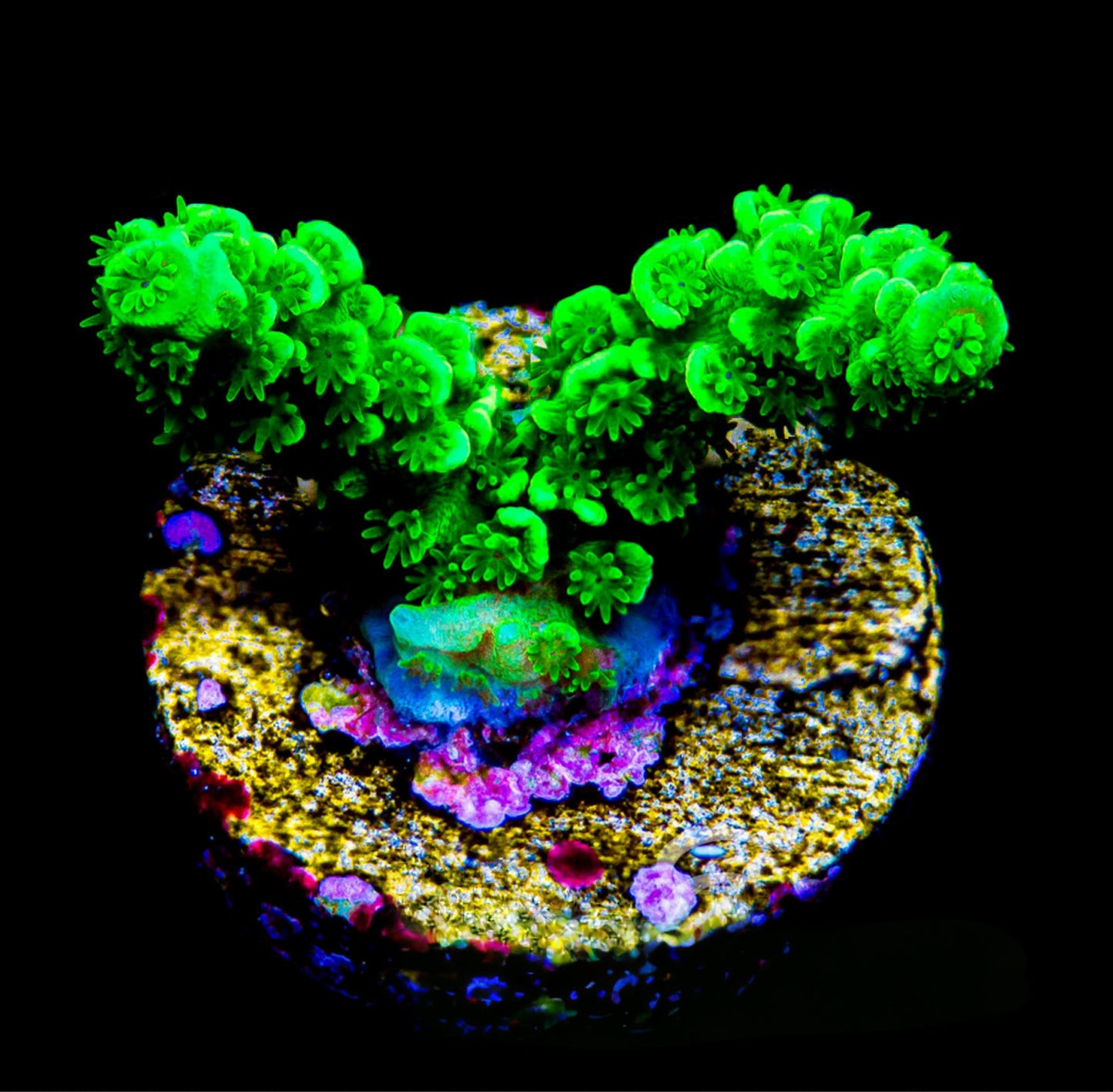 Green Star Acropora (Aquacultured)  Size: M 0.75” to 1”approx Frag