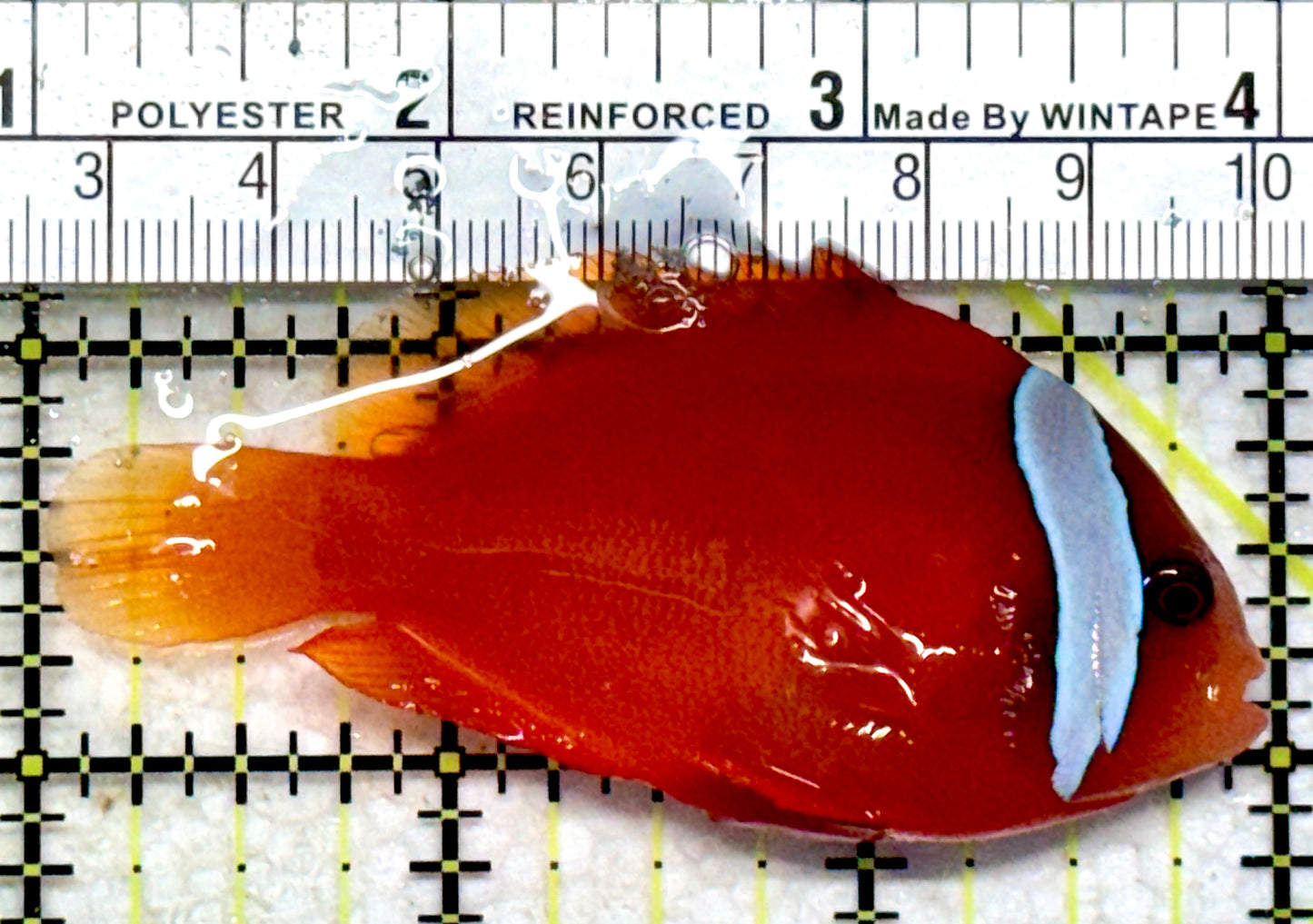 Tomato Clownfish TC102201 WYSIWYG Size: L 3"