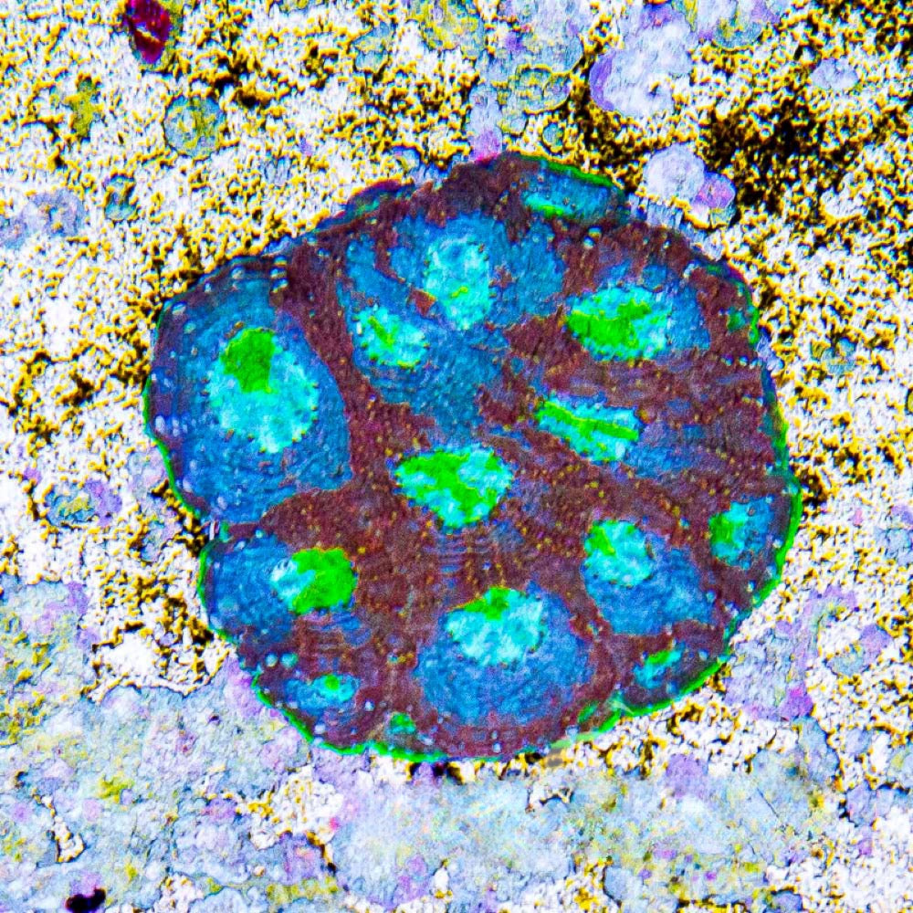 Passion Fruit Echinata (Aquaculture) Size: M 0.75" to 1" Approx Frag