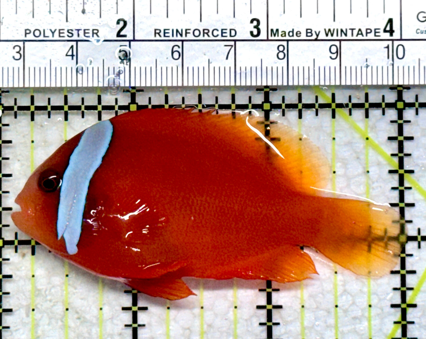 Tomato Clownfish TC102201 WYSIWYG Size: L 3"