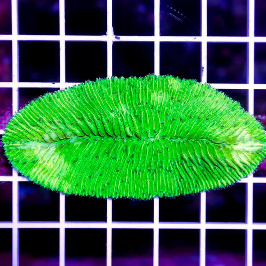 Indo Neon Tongue Coral INTC040301 WYSIWYG