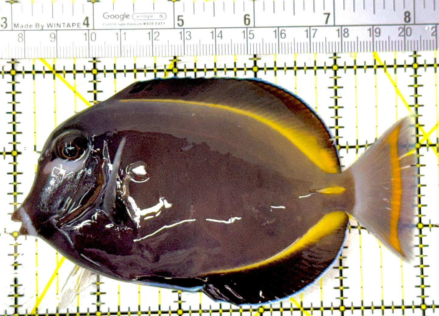 Gold Rim Tang GRT111802 WYSIWYG Size: L 5"