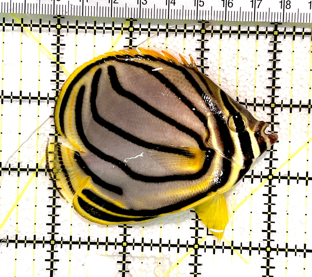 Meyer's Butterflyfish MB100701 WYSIWYG Size: M 3" approx