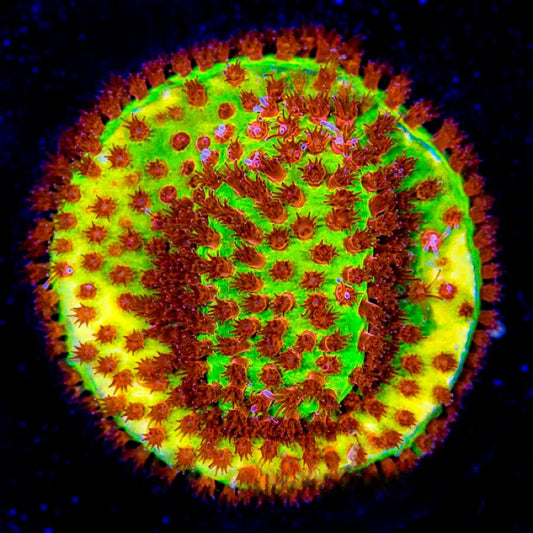 Jason Fox Burning Banana Stylocoeniella