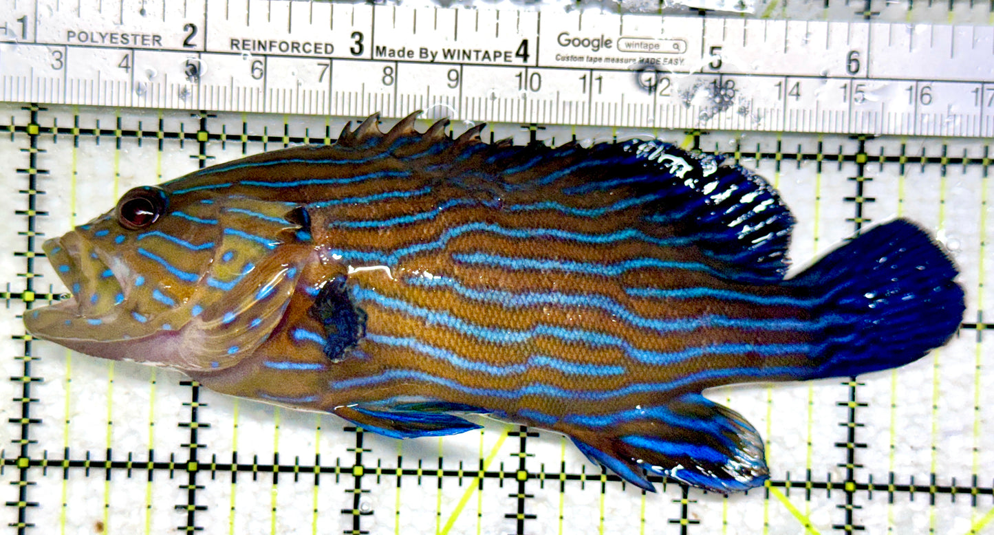 Blueline Grouper BG102201 WYSIWYG Size: XL 5.75"