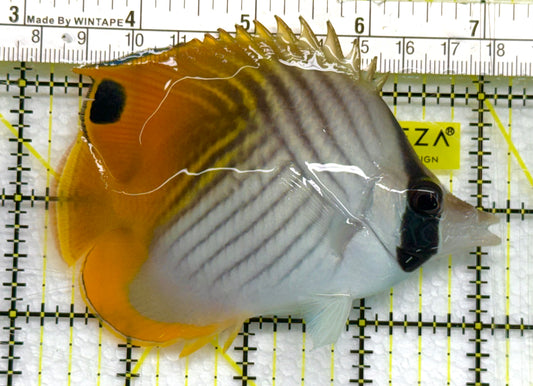 Auriga Butterflyfish AB041101 WYSIWYG Size: L 3.75" approx