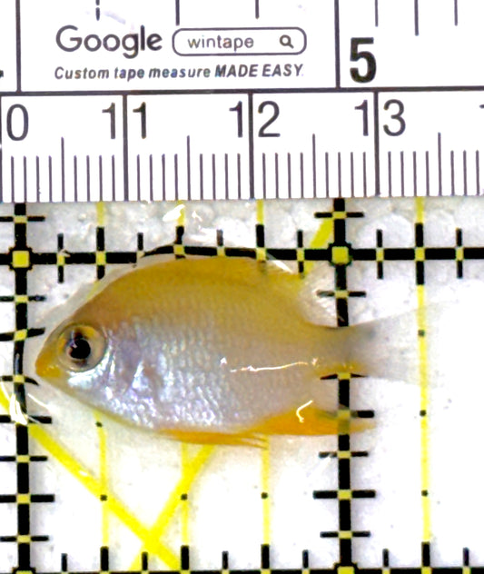 Staghorn Damselfish SD111901 WYSIWYG Size: 1.25"