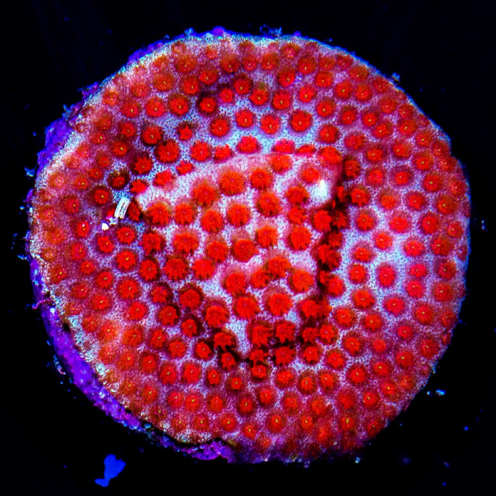 Superman Porites(Aquacultured) Size: L 2" to 3" Approx Frag