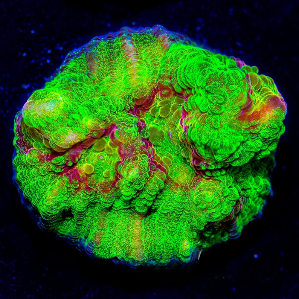 Aquacultured Fuego Chalice Frag Size: L 2" to 3" Approx Frag