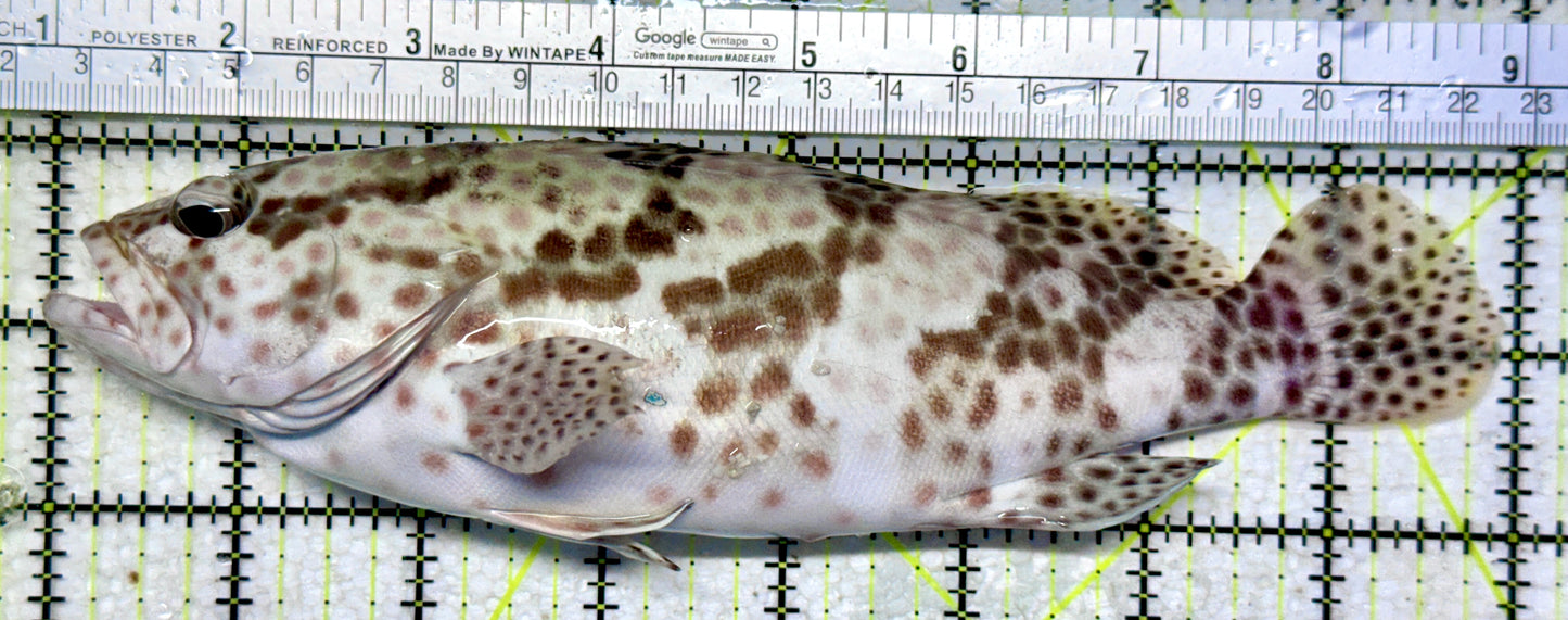 Multi Color Spotted Grouper/ Honeycomb Grouper MCSG102201 WYSIWYG Size: SHOW 8"
