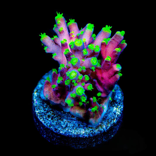 ARC Proximo Acropora (Aquacultured)  Size: M 0.75” to 1” approx Frag