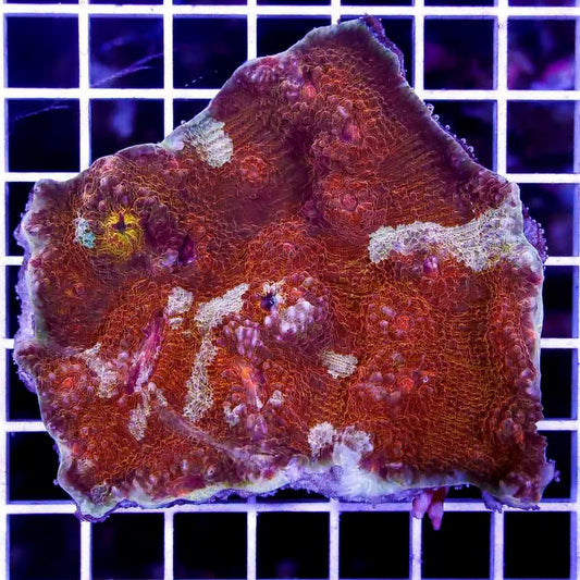 Neon Aussie Echinophyllia NAE040301 WYSIWYG