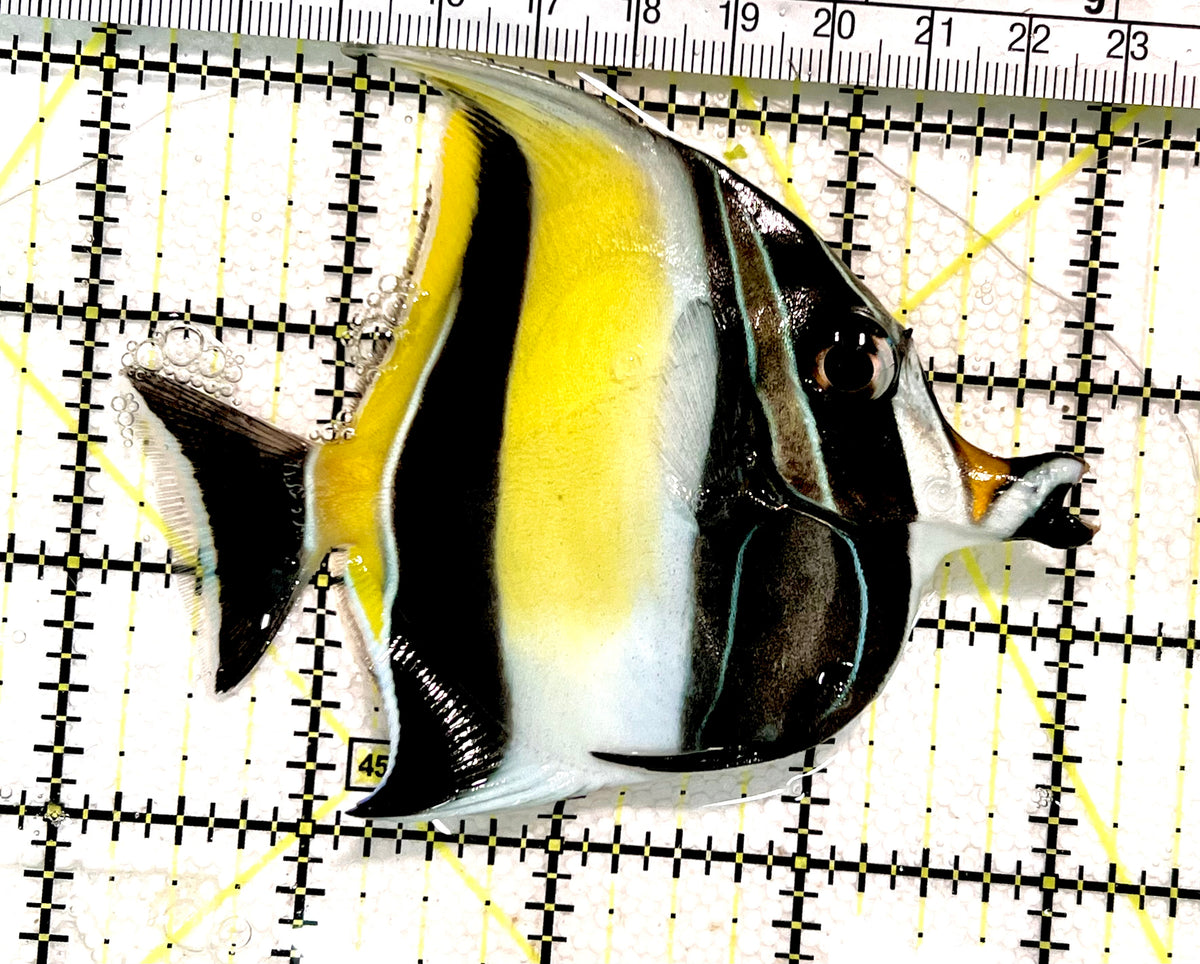 Moorish Idol MI100301 WYSIWYG Size: ML 4" approx