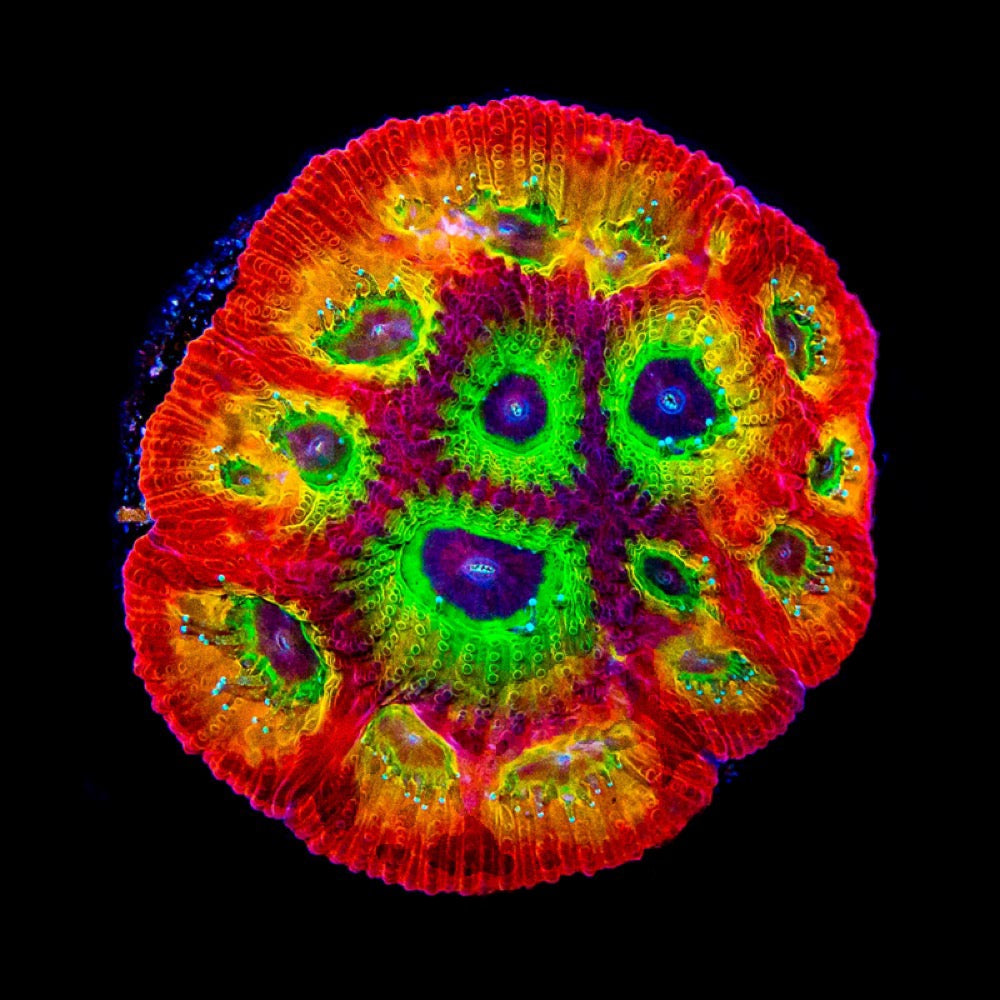 Flame Boy Favia (Aquacultured) Size: L 2" to 3" Approx Frag