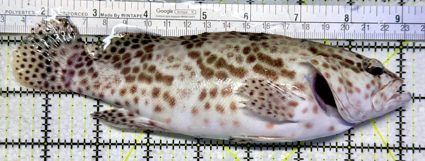 Multi Color Spotted Grouper/ Honeycomb Grouper MCSG102201 WYSIWYG Size: SHOW 8"