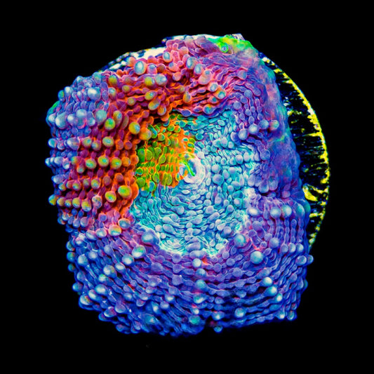 Wonderland Acan Echinata (Aquaculture) Size: M 0.75" to 1" Approx Frag