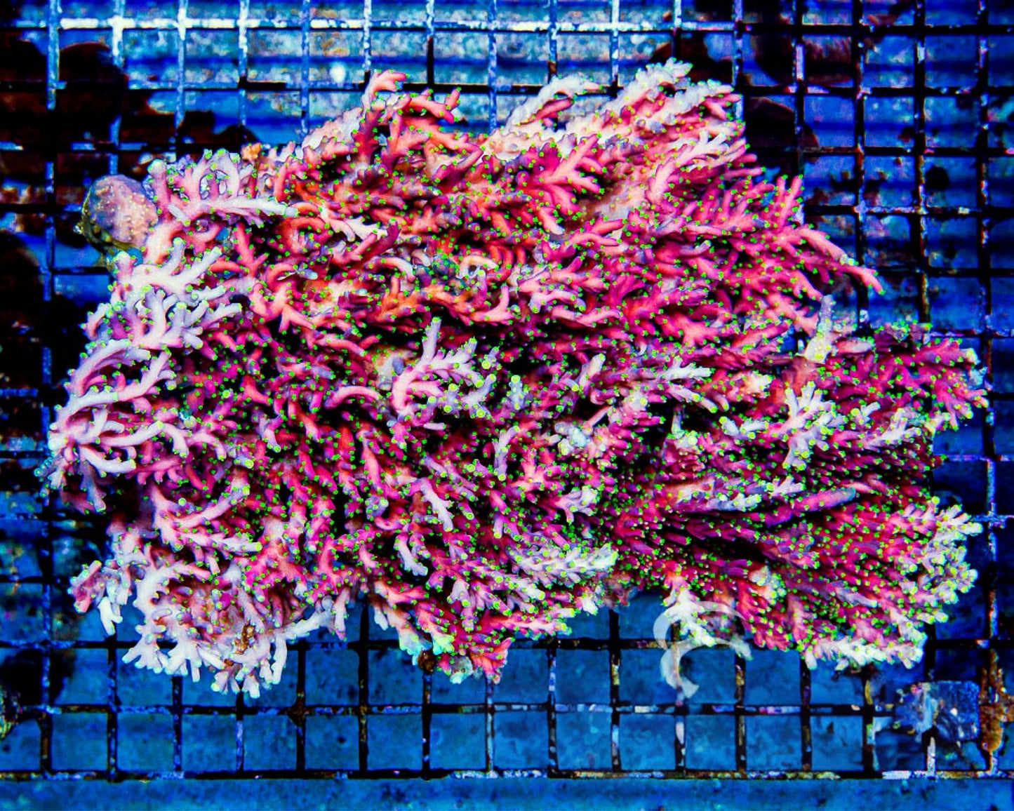 ARC Proximo Acropora (Aquacultured)  Size: M 0.75” to 1” approx Frag