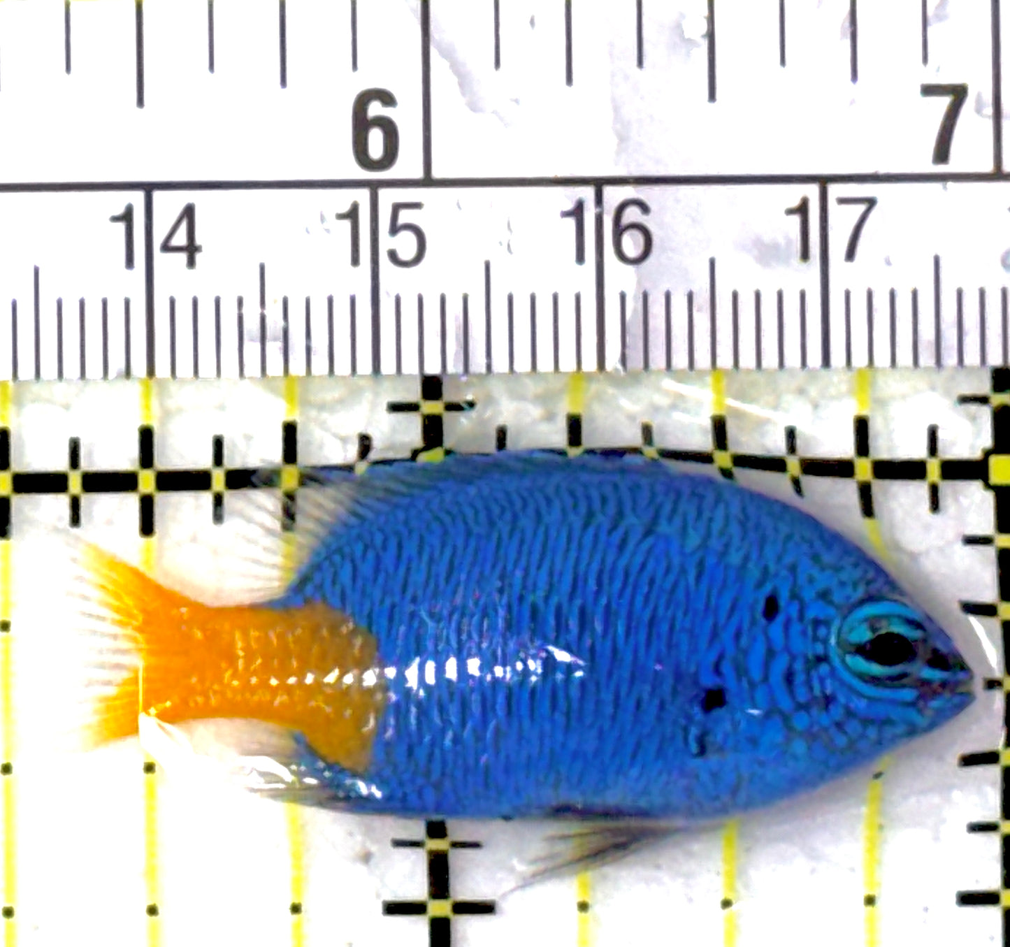 Yellowtail Damselfish YD111901 WYSIWYG Size: 1.75"