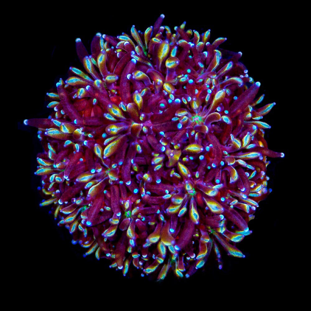Yellow Passion Galaxea (Aquacultured) Size: L 2" to 3" Approx Frag - Violet Aquarium 