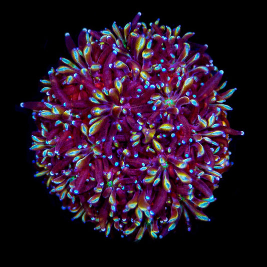 Yellow Passion Galaxea