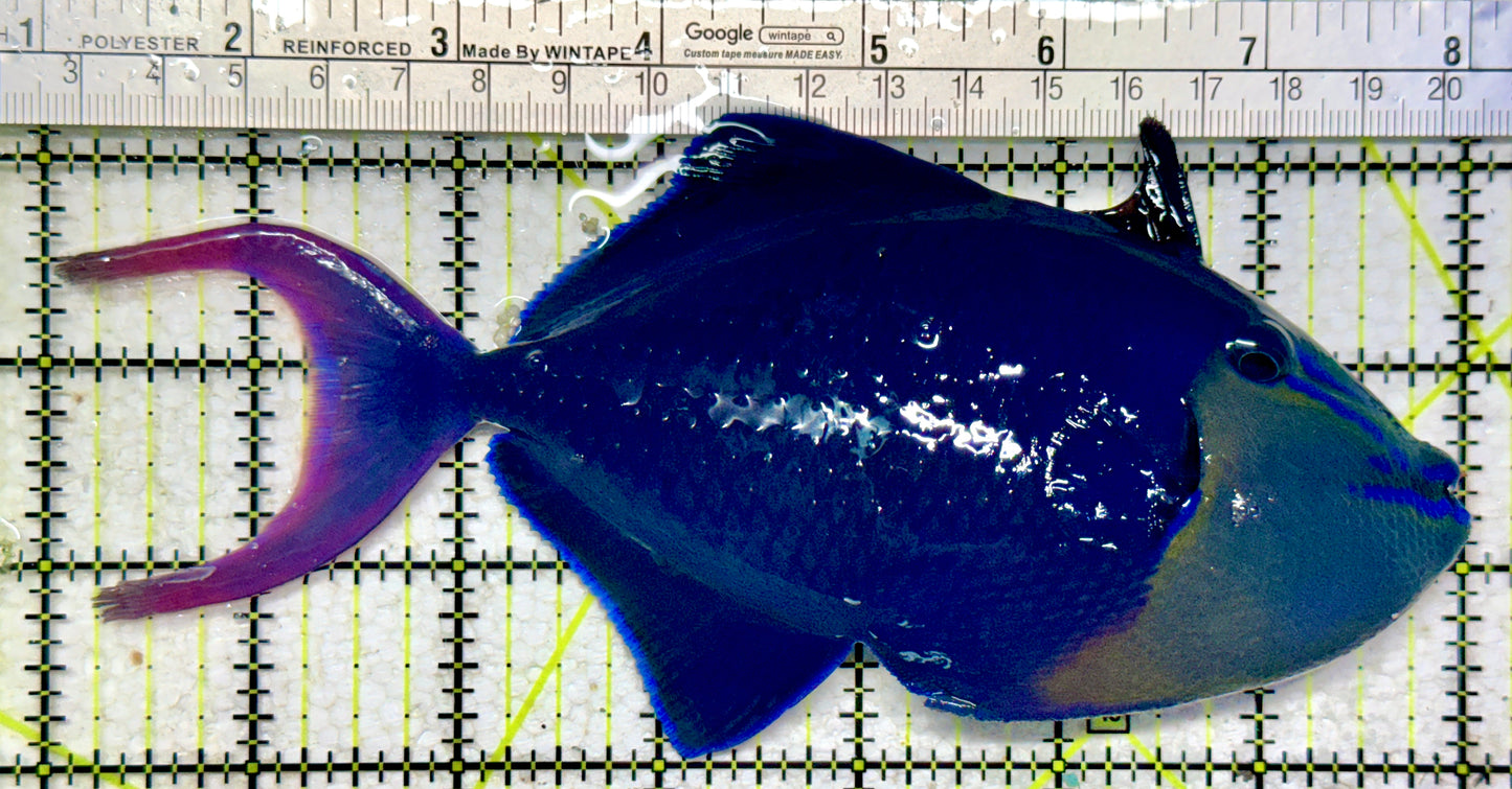 Niger Triggerfish NT102201 WYSIWYG Size: XXL 7"