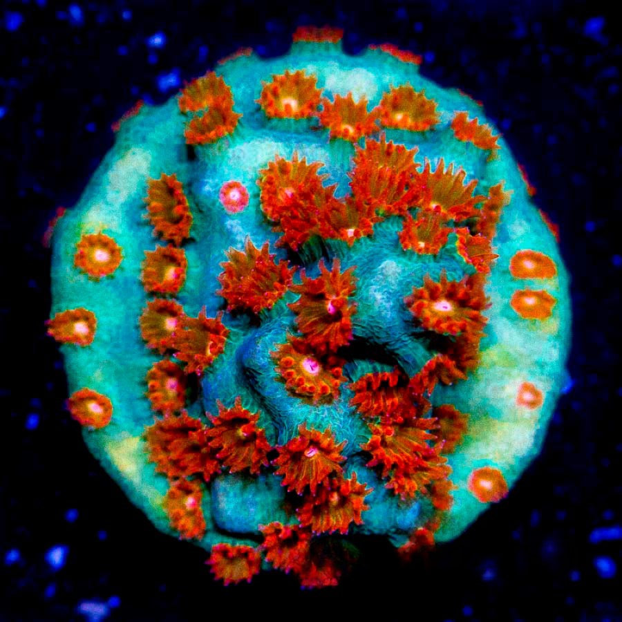 Molten Meteor Cyphastrea (Aquacultured) Size: L 2" to 3" Approx Frag - Violet Aquarium 