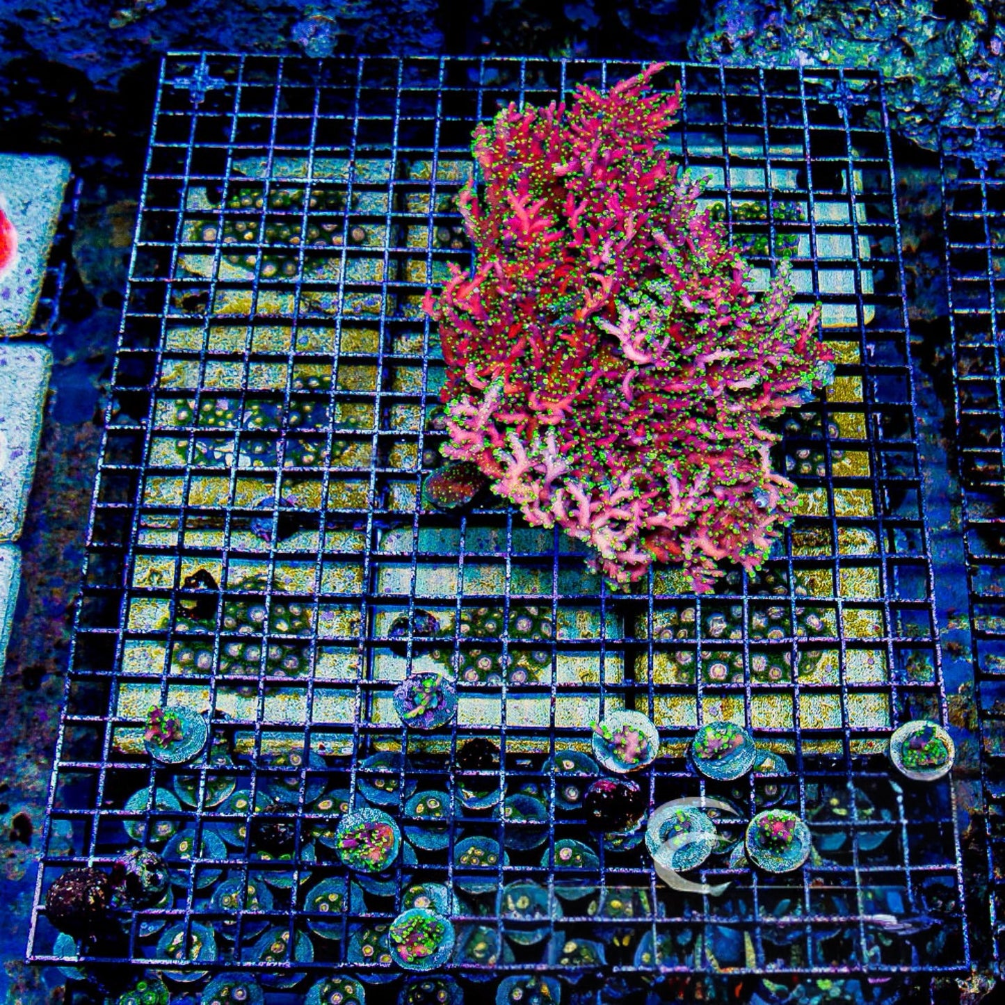 ARC Proximo Acropora (Aquacultured)  Size: M 0.75” to 1” approx Frag