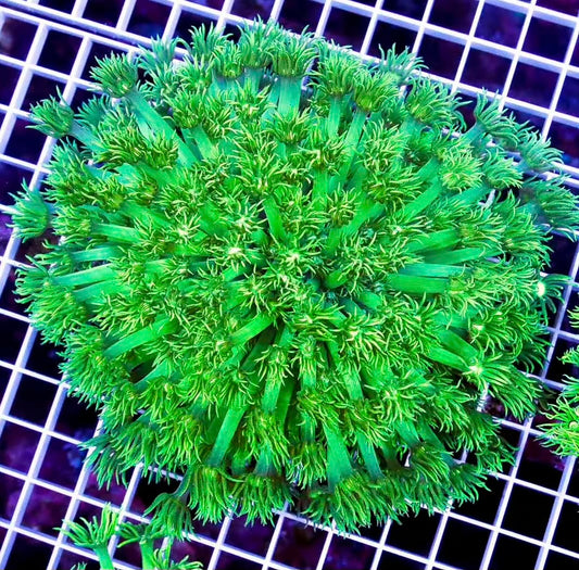 Neon Aussie Goniopora NAG040301 WYSIWYG