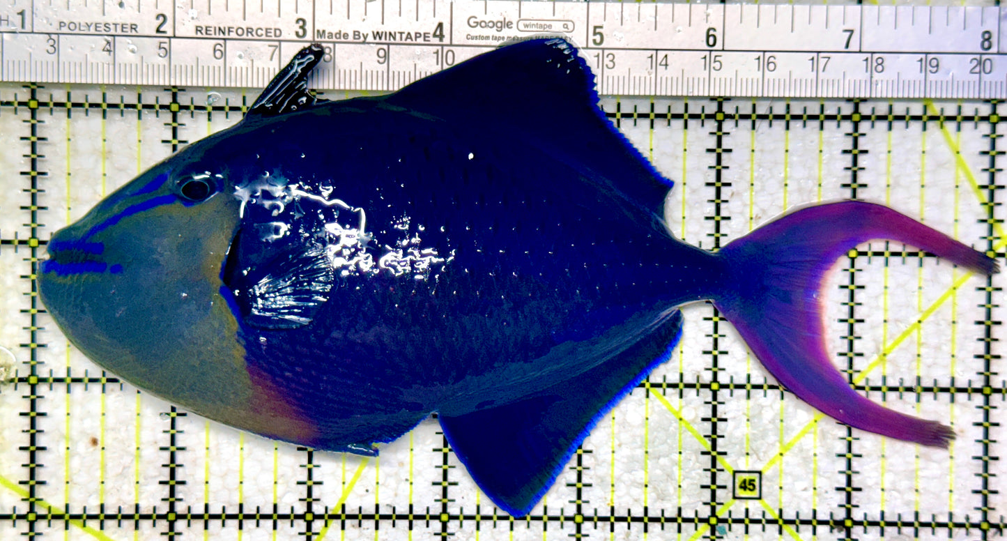 Niger Triggerfish NT102201 WYSIWYG Size: XXL 7"