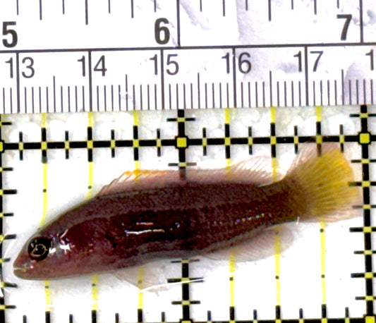 Marshall's Dottyback MD111901 WYSIWYG Size: S 2"