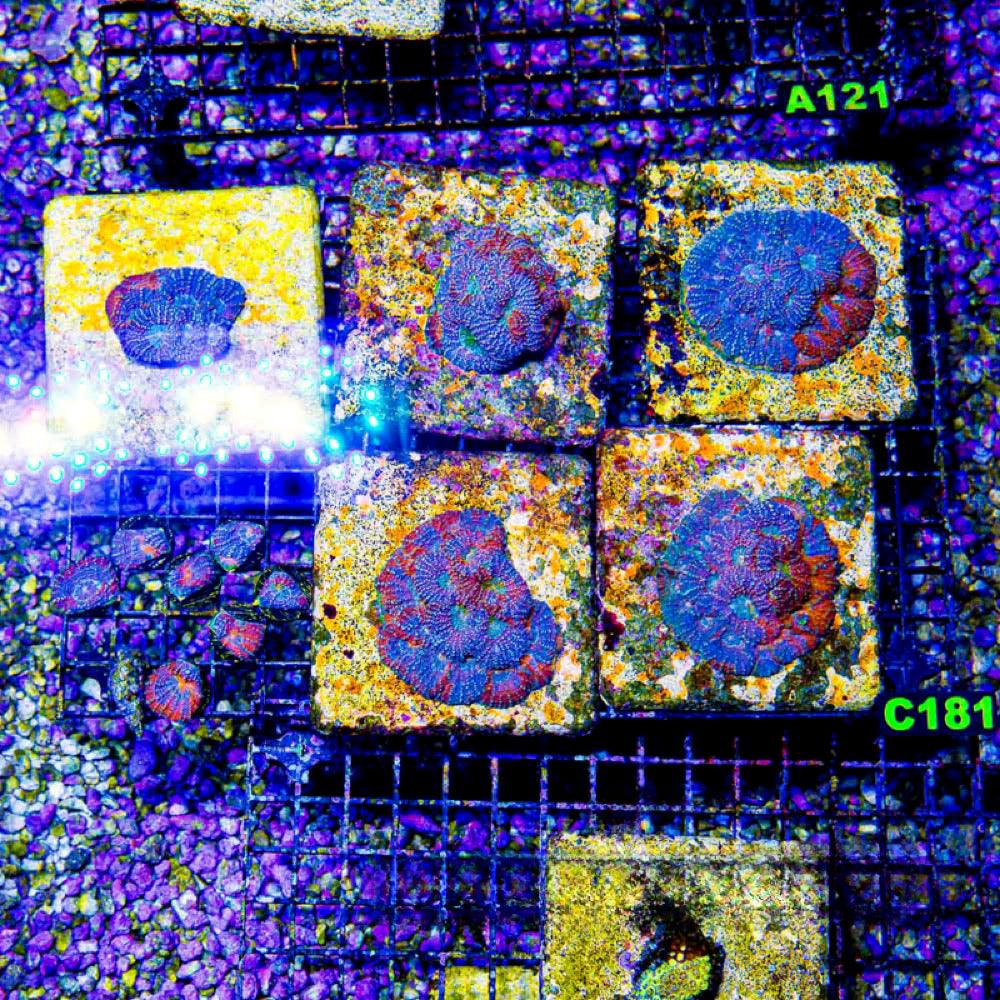 Wonderland Acan Echinata (Aquaculture) Size: M 0.75" to 1" Approx Frag