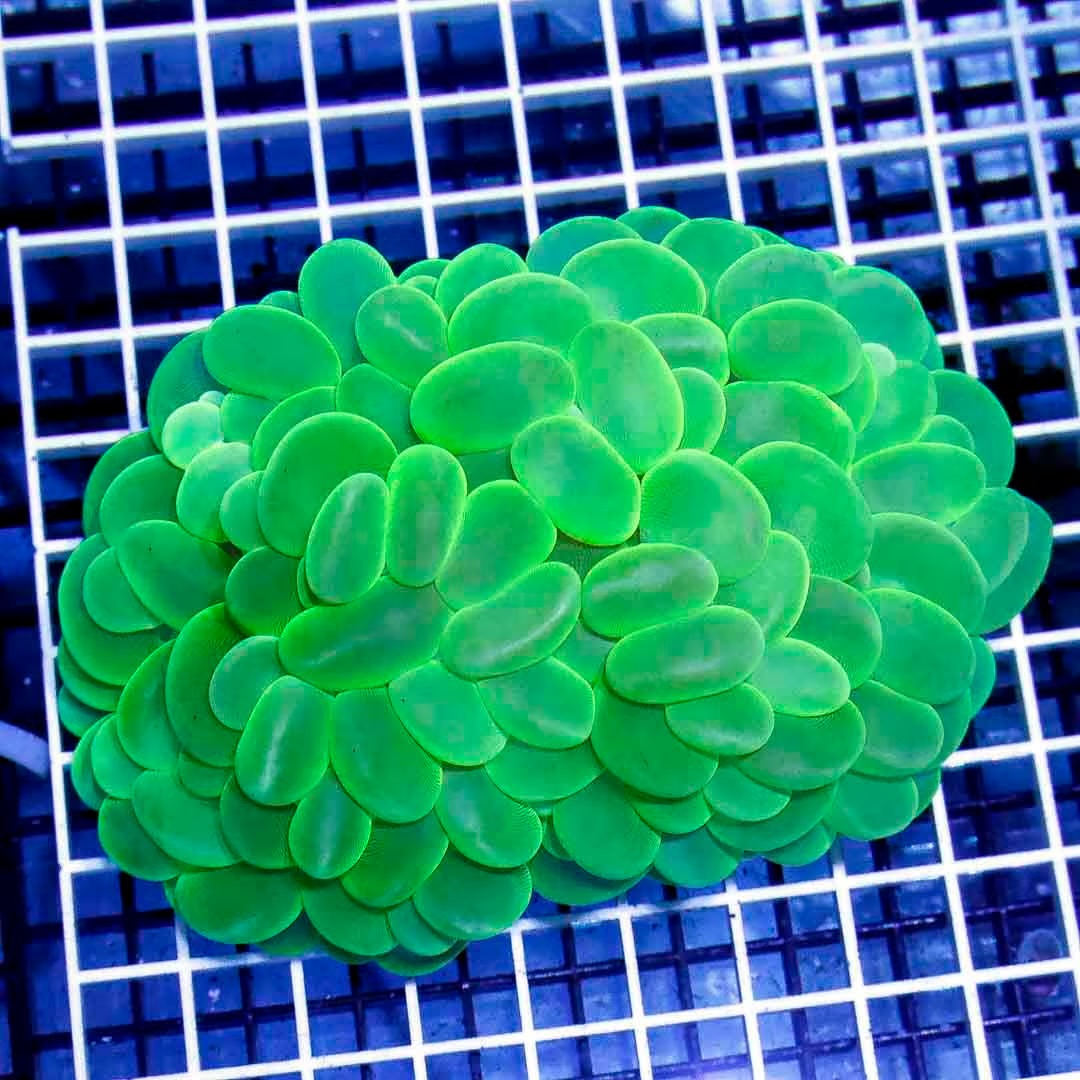 Indo Ultra Neon Bubble Coral IUNBC040301 WYSIWYG