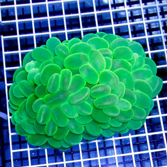 Indo Ultra Neon Bubble Coral IUNBC040301 WYSIWYG